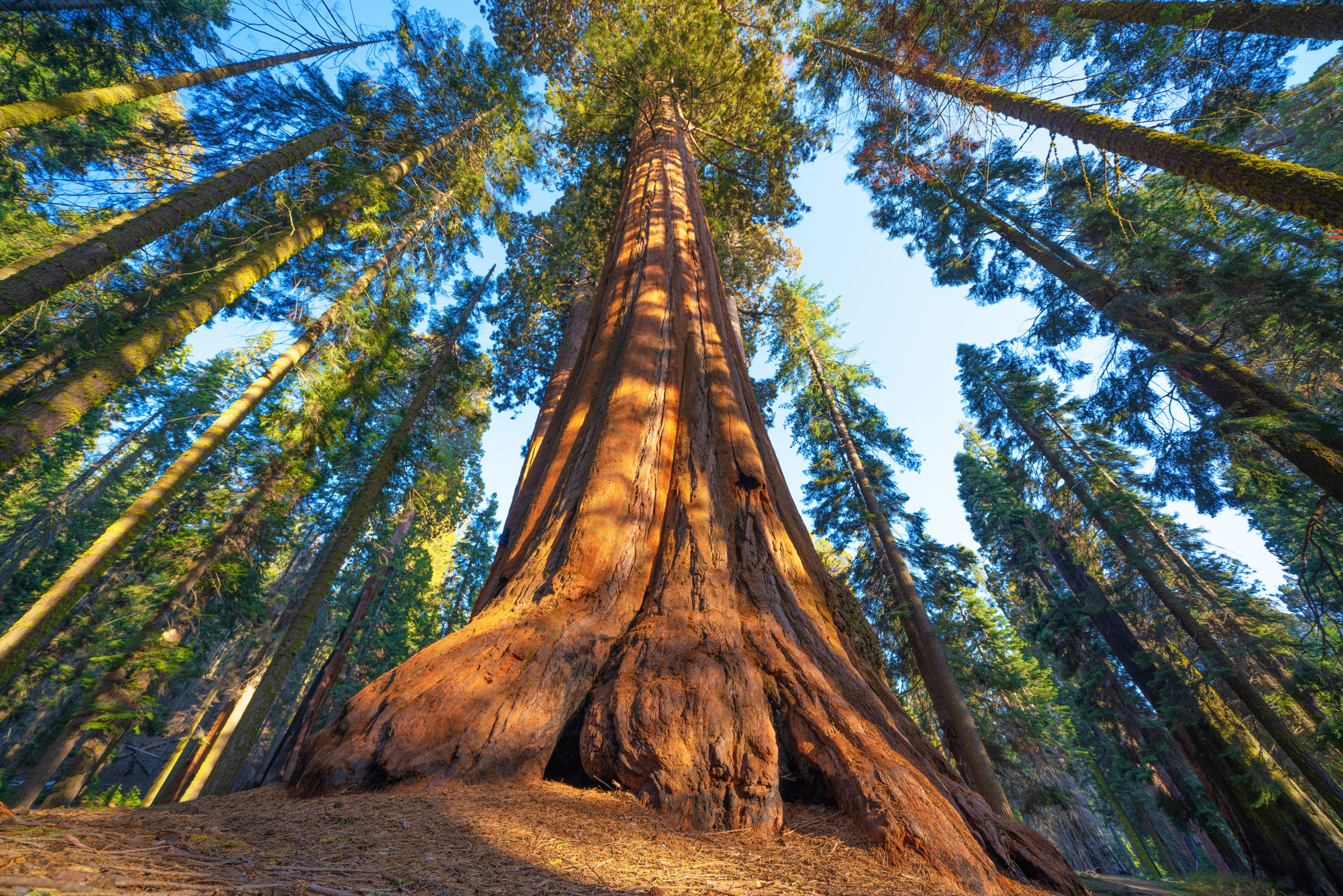 sequoia trees background